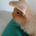 /album/mogyoro-2012/a404132-267777613338774-2051710893-n-jpg1/