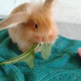 /album/mogyoro-2012/a556401-267778040005398-959146465-n-jpg1/